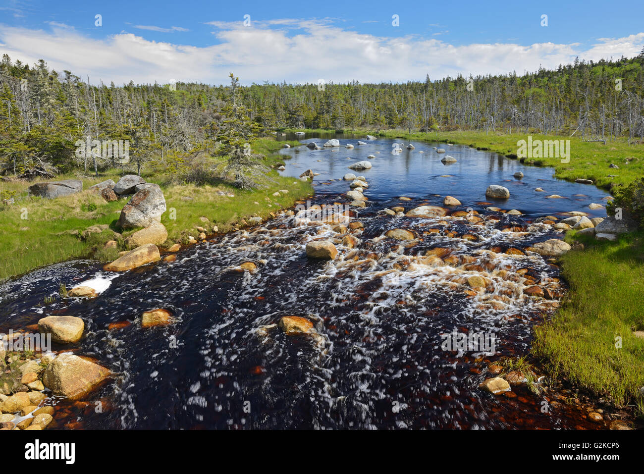 Creek and boreal forest Near Tor Bay Nova Scotia Canada Stock Photo