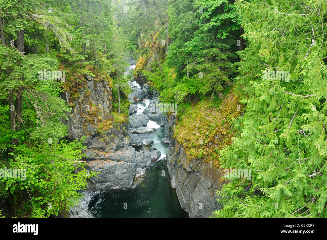Englishman River and lush old-growth and second-growth forest Englishman River Falls Provincial Park British Columbia Canada Stock Photo
