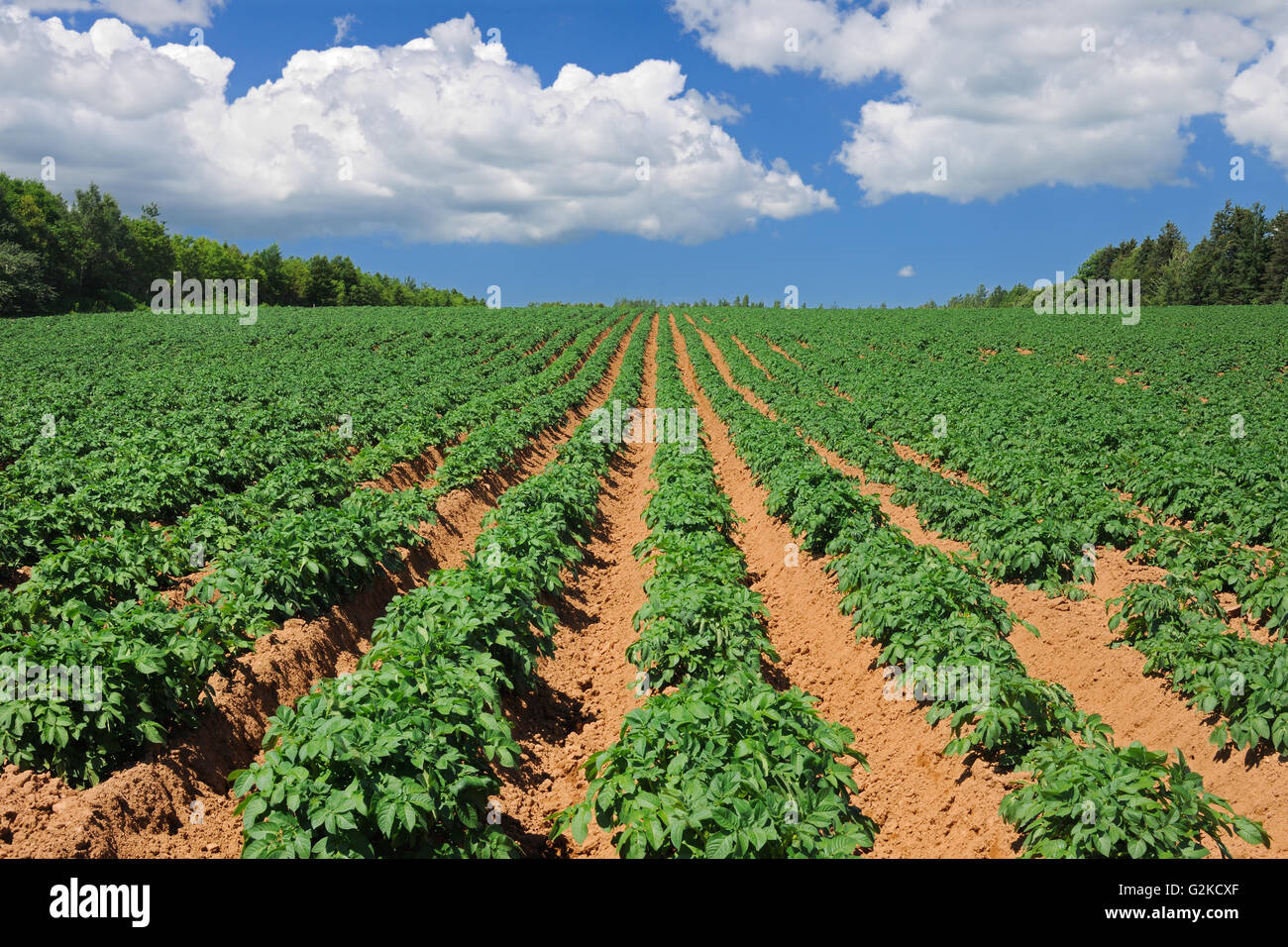 Iron Rich Soil High Resolution Stock Photography and Images - Alamy