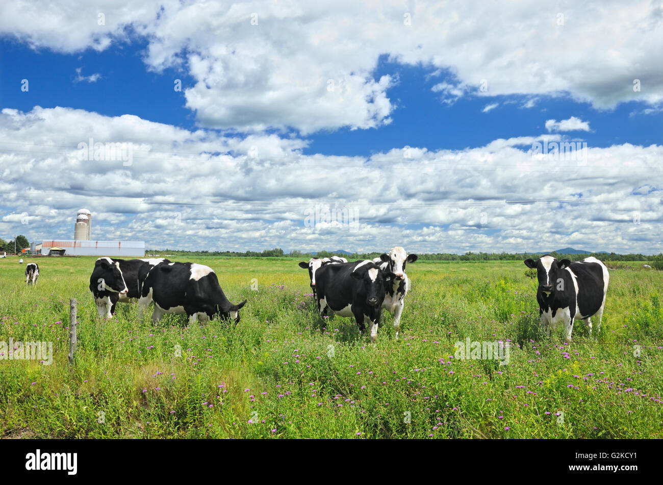 Dairy cows Notre Dame de Stanbridge Quebec Canada Stock Photo - Alamy