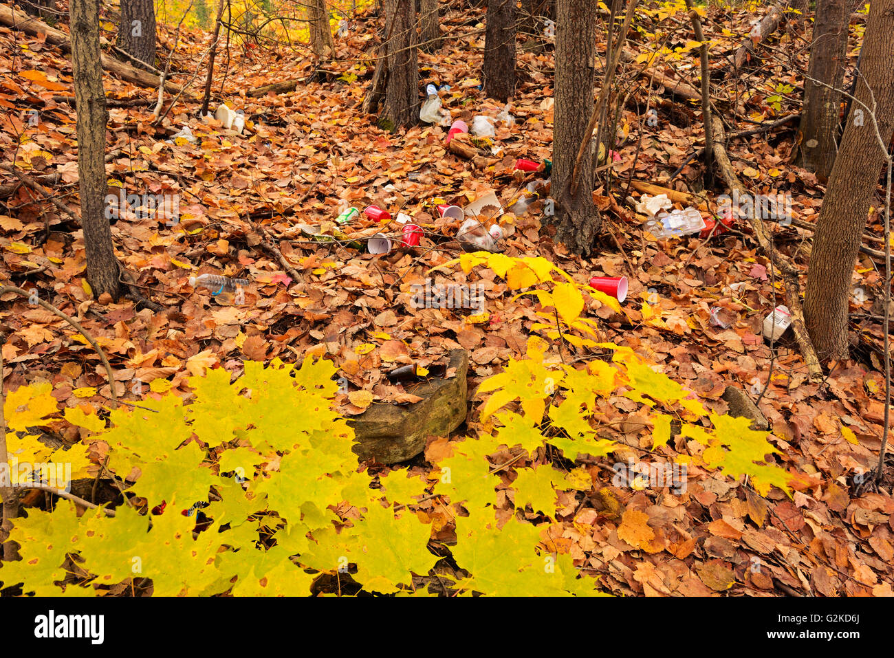 Garbage littering a hardwood forest in autumn Dorset Ontario Canada