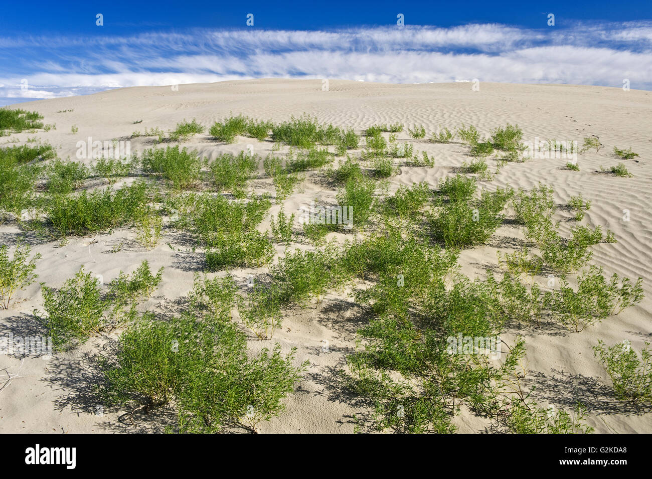 Ripples, sand dunes and vegetation Great Sand Hills Saskatchewan Canada Stock Photo