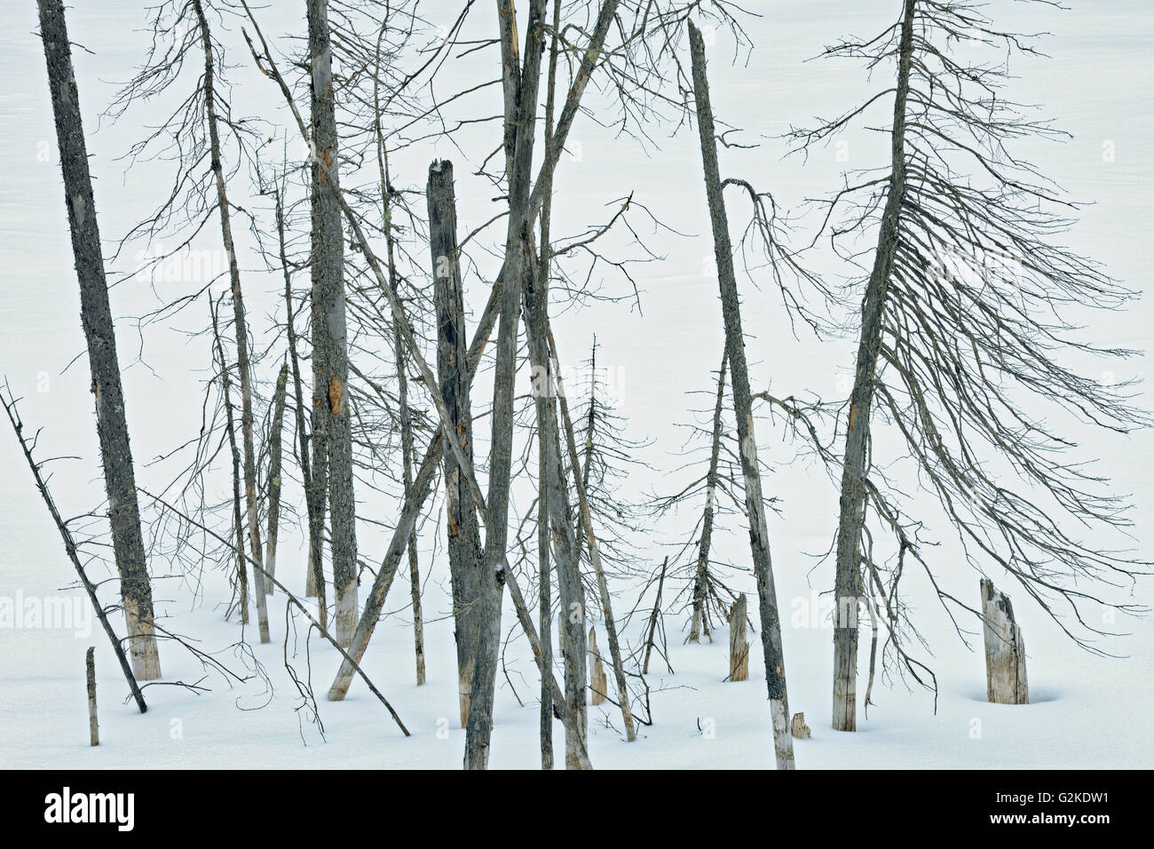 Trees in winter Nipiwin Saskatchewan Canada Stock Photo