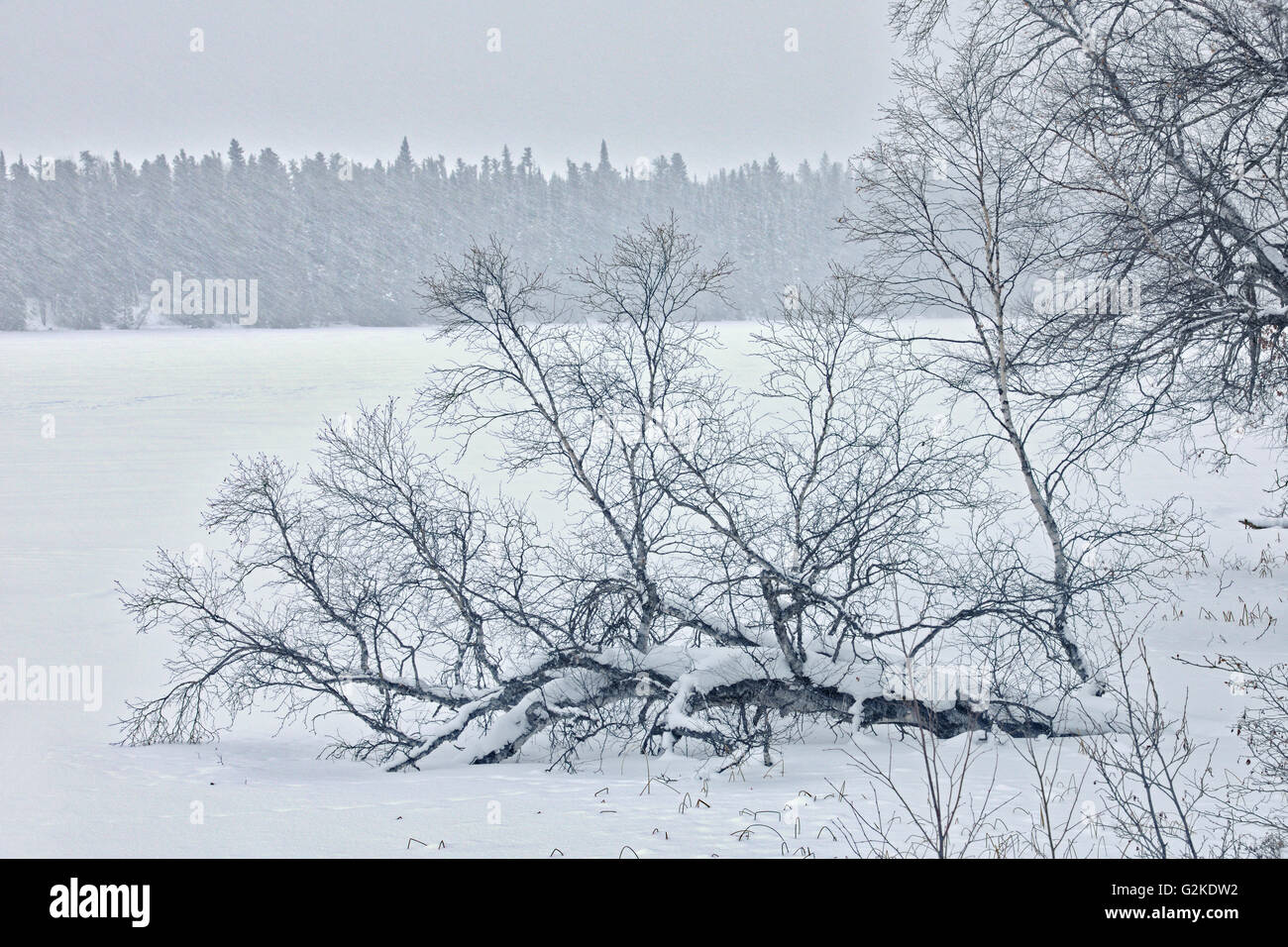 Trees in winter Nipiwin Saskatchewan Canada Stock Photo