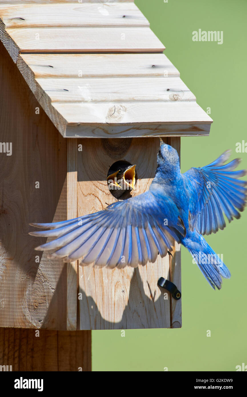 Mountain Bluebirds, sialia mexicana Chicks, Nestbox, Alberta, Canada Stock Photo