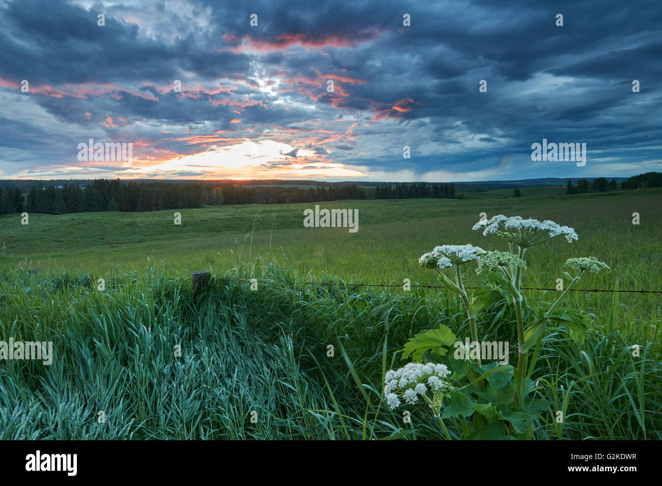 Cow Parsnip, heracleum maximum, Sunset, near Water Valley, Alberta