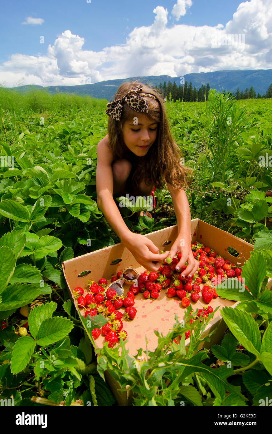 Young girl picks strawberries at Okanagan Asparagus Farm in Armstrong in Okanagan region of British Columbia Canada MR022. Stock Photo