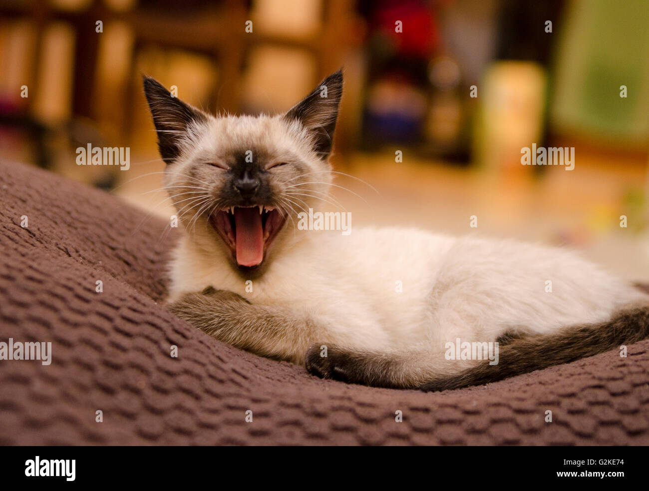 Siamese kitten yawns enthusiastically in a home in Enderby, British Columbia, Canada Stock Photo