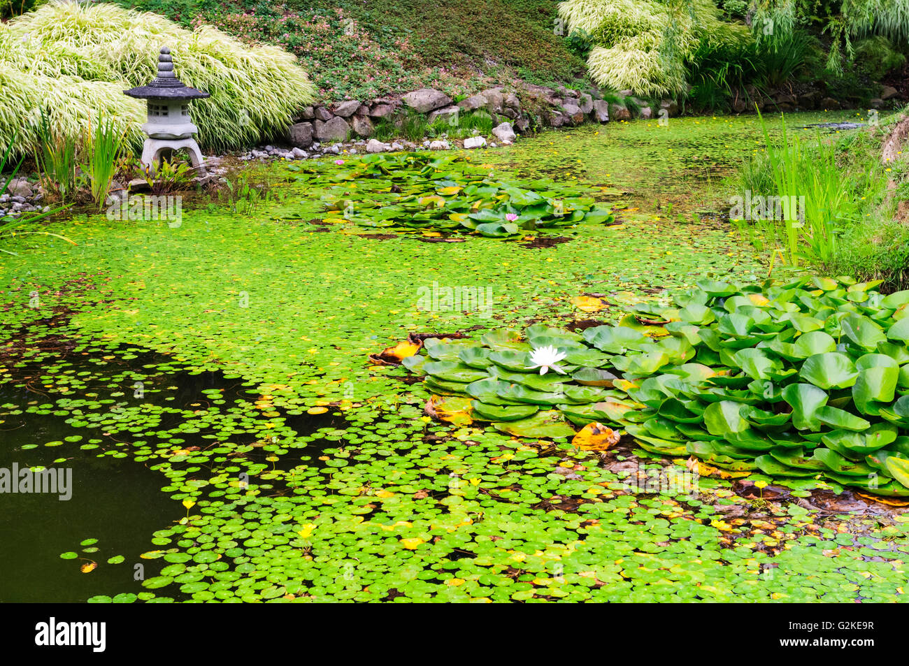 A Japanese lantern sits beside a water lily pond in the Japanese Garden