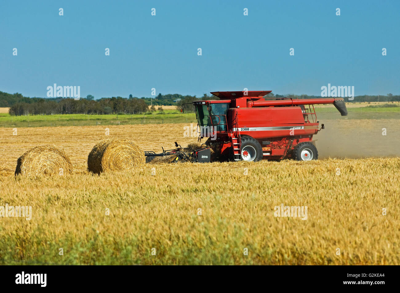 harvesting wheat Fairlight Saskatchewan Canada Stock Photo Alamy