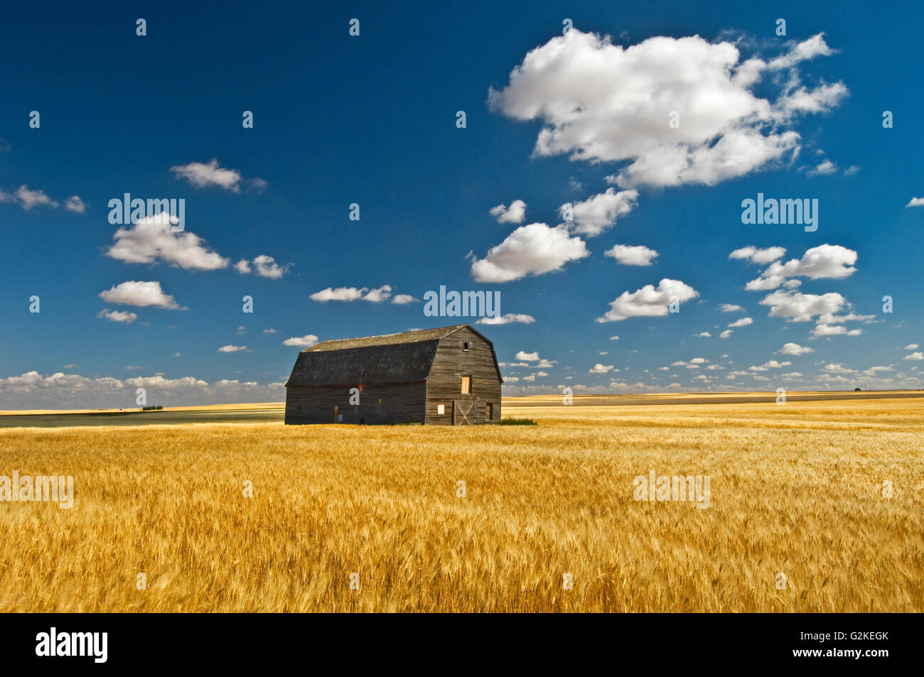 Duram wheat and barn hires stock photography and images Alamy