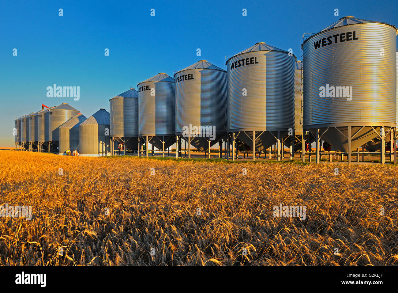 Grain bins and wheat near Swift Current Saskatchewan Canada Stock Photo