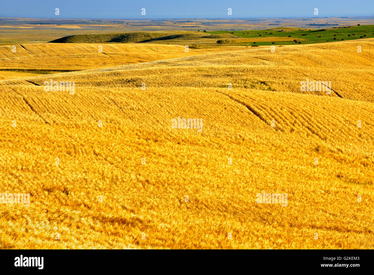 Row barley hi-res stock photography and images - Alamy