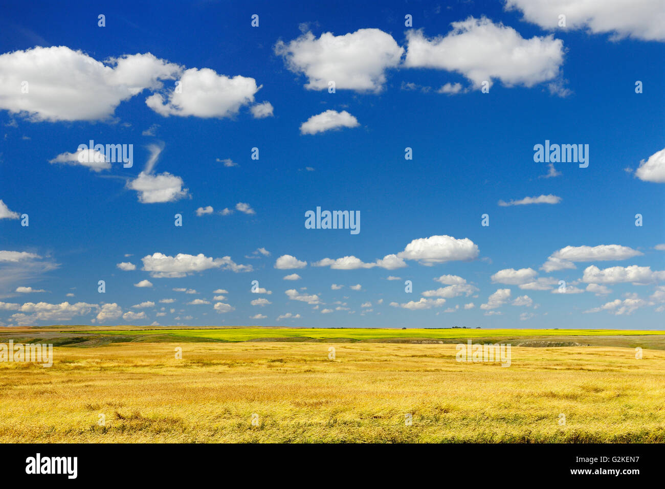 Wheat field Rosenhof Saskatchewan Canada Stock Photo - Alamy