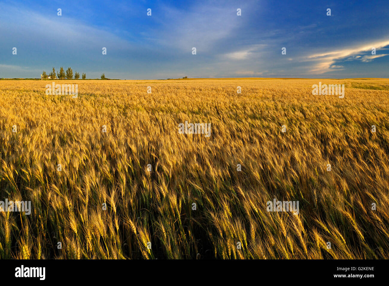 Wheat crop Hodgeville Saskatchewan Canada Stock Photo