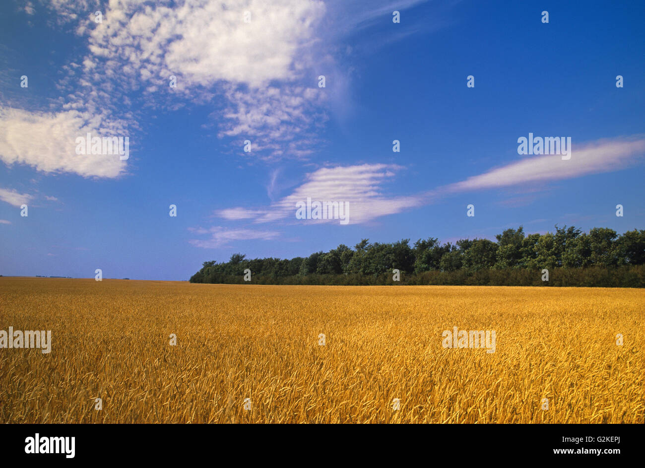 wheat Francis Saskatchewan Canada Stock Photo Alamy