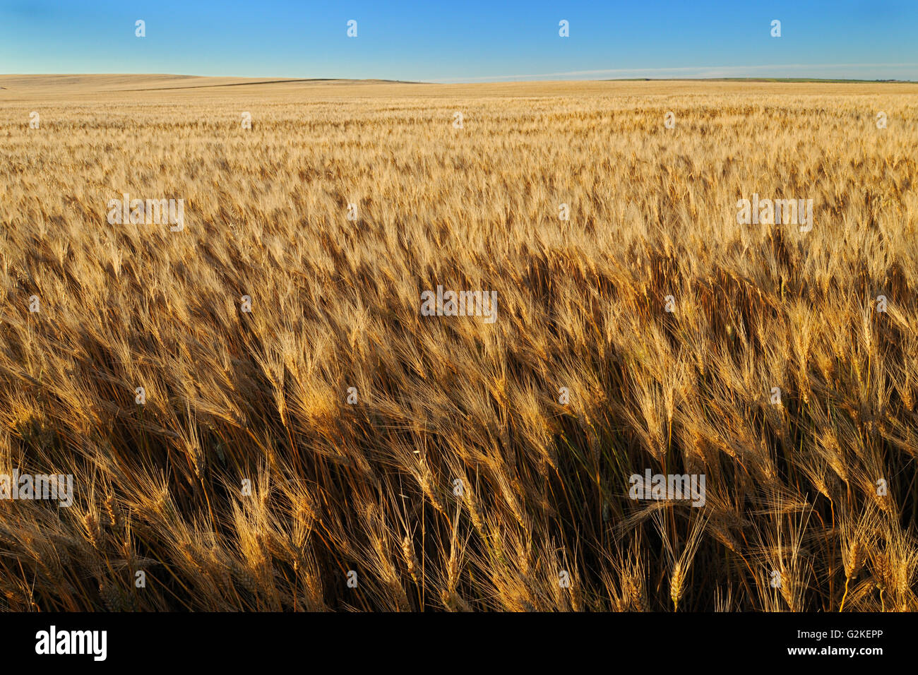 Wheat field b Saskatchewan Canada Stock Photo Alamy