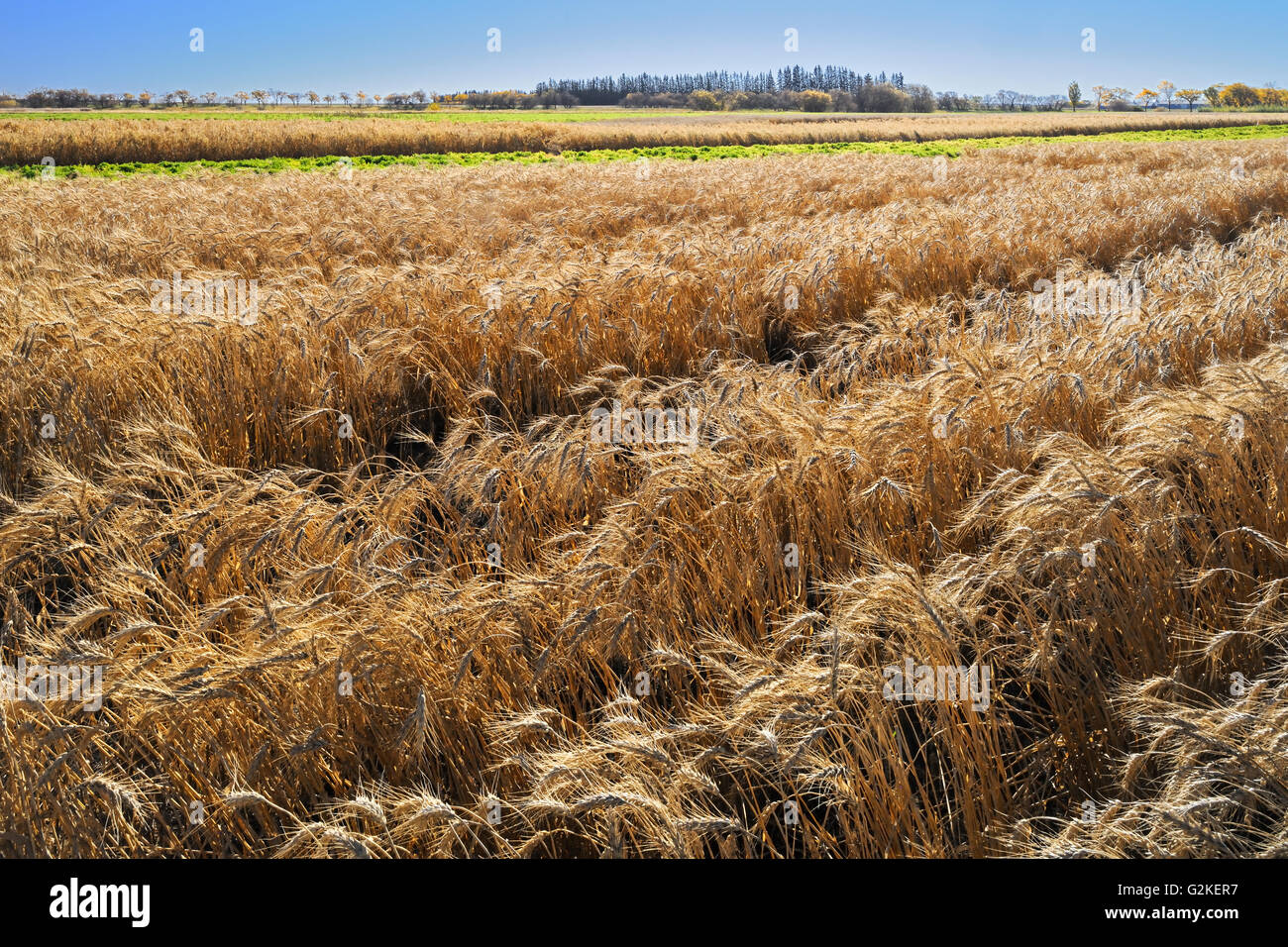 Spring White wheat. Field trial plots. Agriculture Canada Research Station Indian Head Saskatchewan Canada Stock Photo