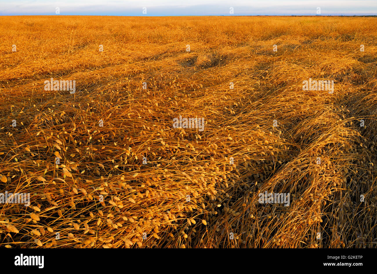 Canary seed Drinkwater Saskatchewan Canada Stock Photo Alamy