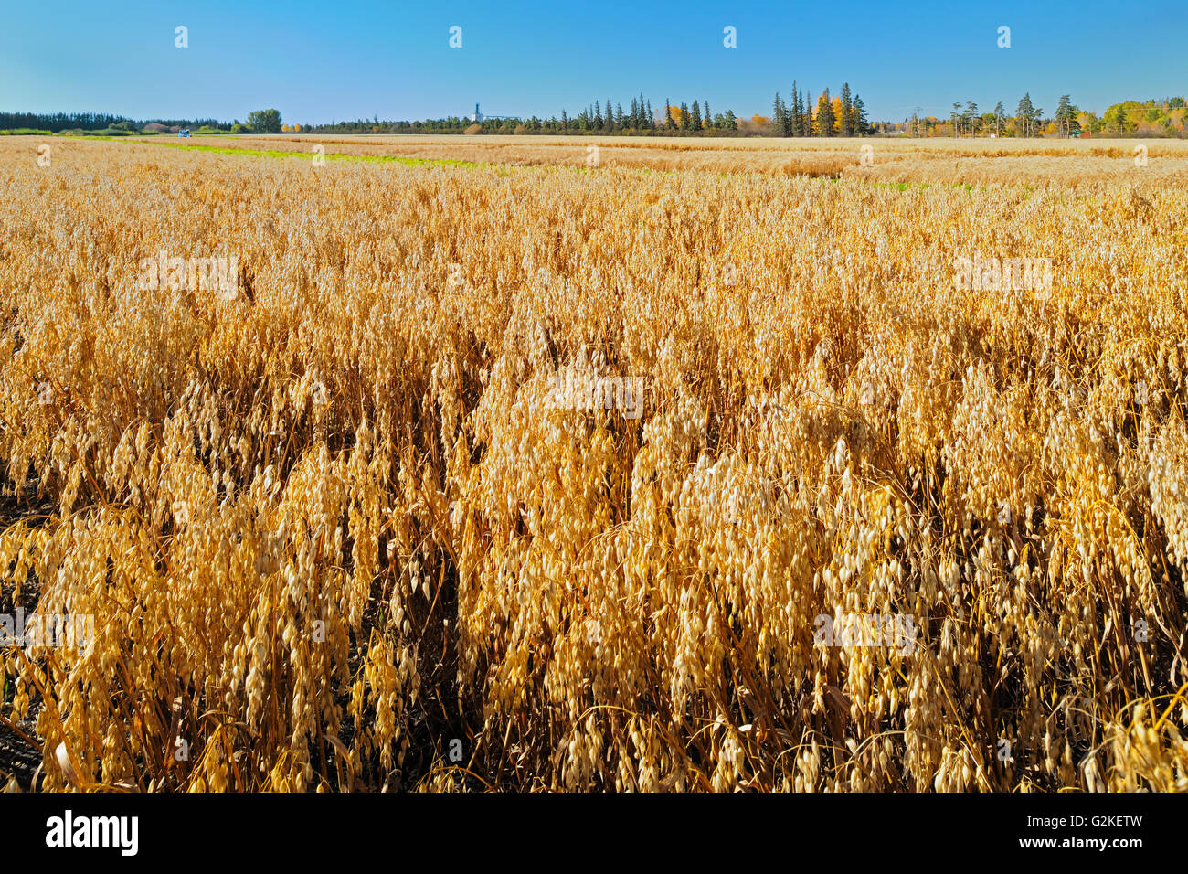 Oats. Field trial plot. Agriculture Canada Research Station Indian Head