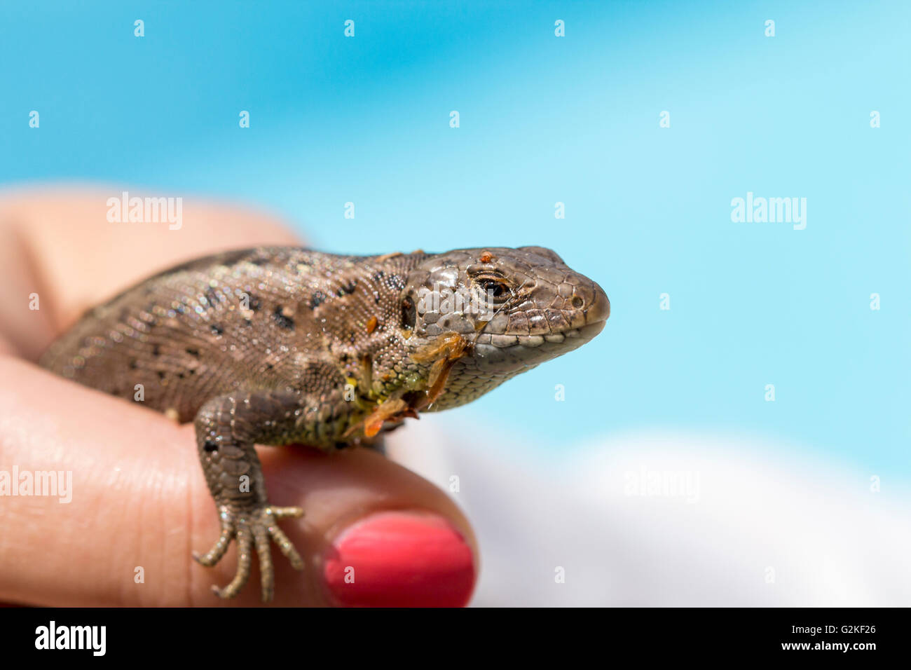 Lizard in hand Stock Photo