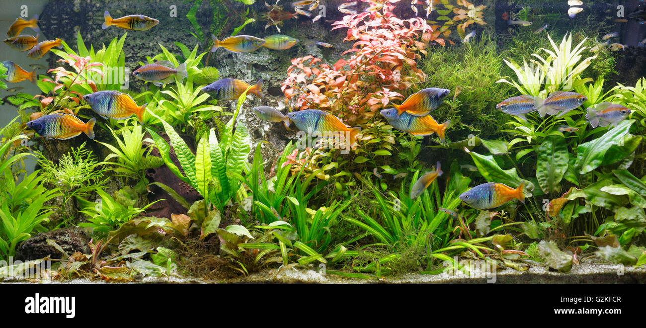 Boeseman's rainbowfishes, Melanotaenia boesemani and Congo tetras, Phenacogrammus interruptus swimming in fresh water aquarium Stock Photo