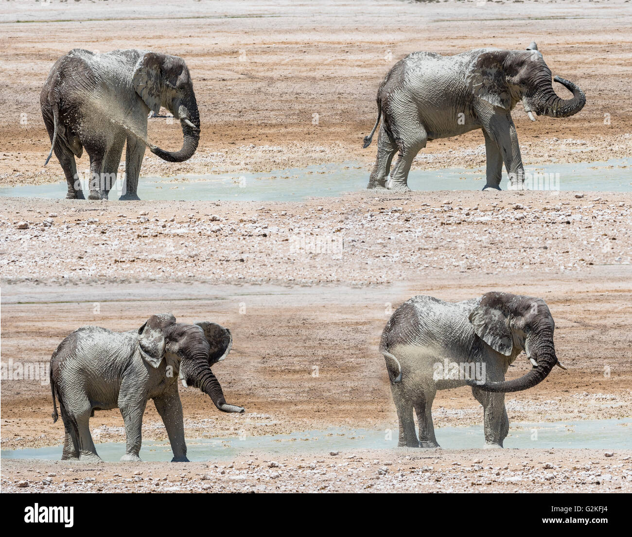 Composite image, african elephant, Loxodonta africana, on waterhole Stock Photo