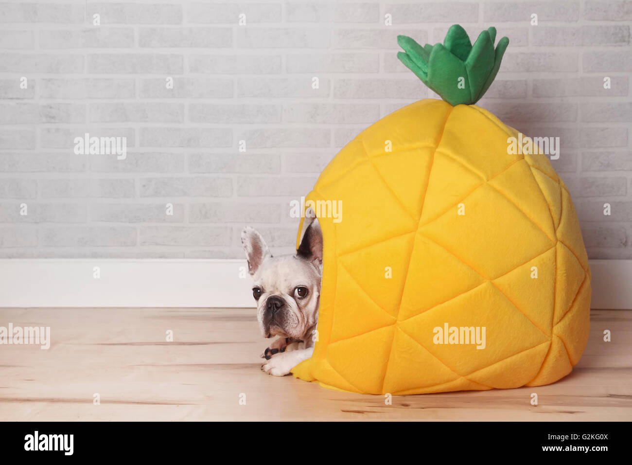 Can French Bulldogs Have Pineapple
