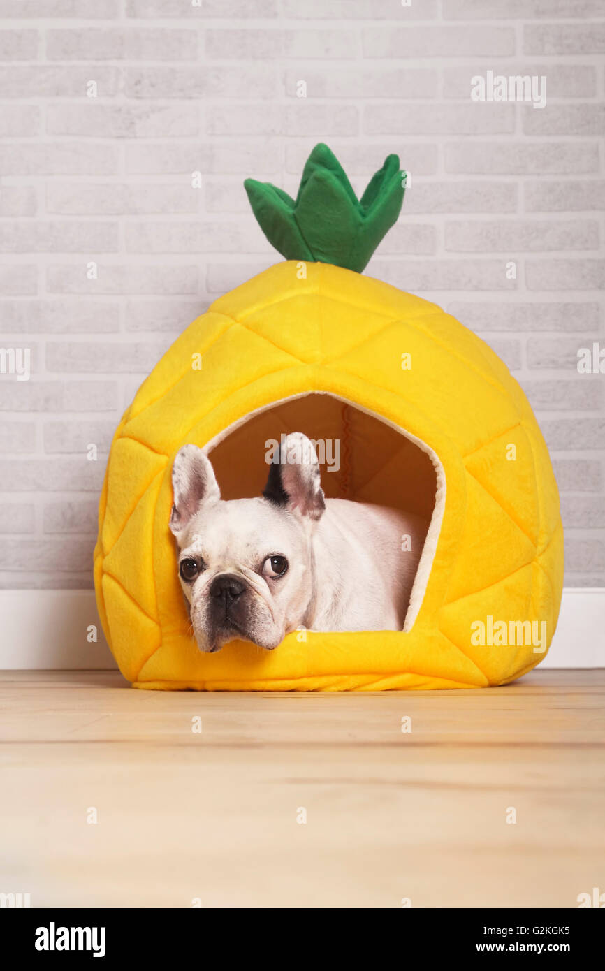 French bulldog lying in his bed shaped like pineapple Stock Photo Alamy
