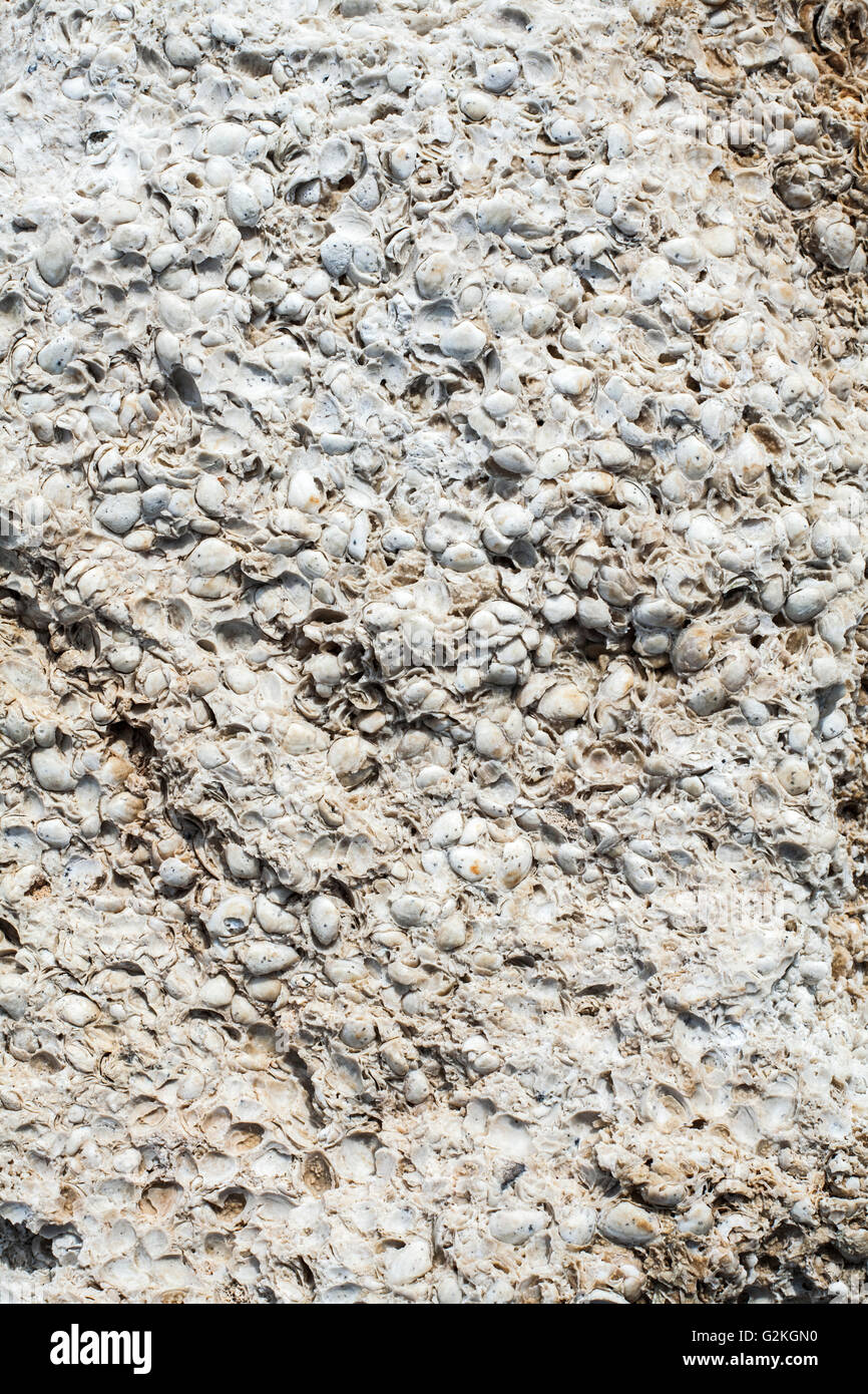 Shell limestone hi-res stock photography and images - Alamy