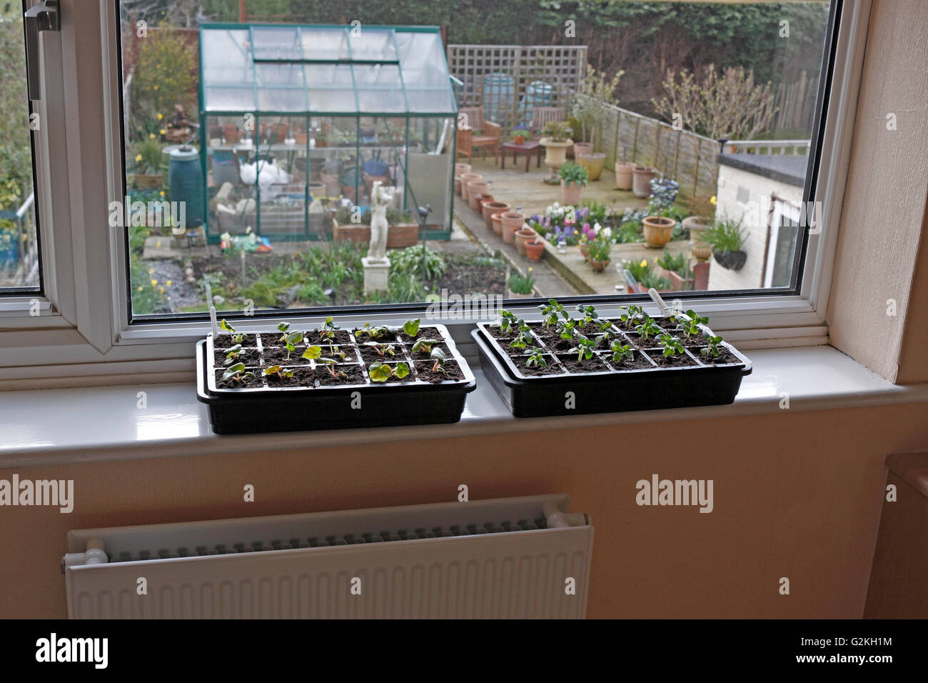 Seedlings Windowsill Stock Photos Seedlings Windowsill Stock