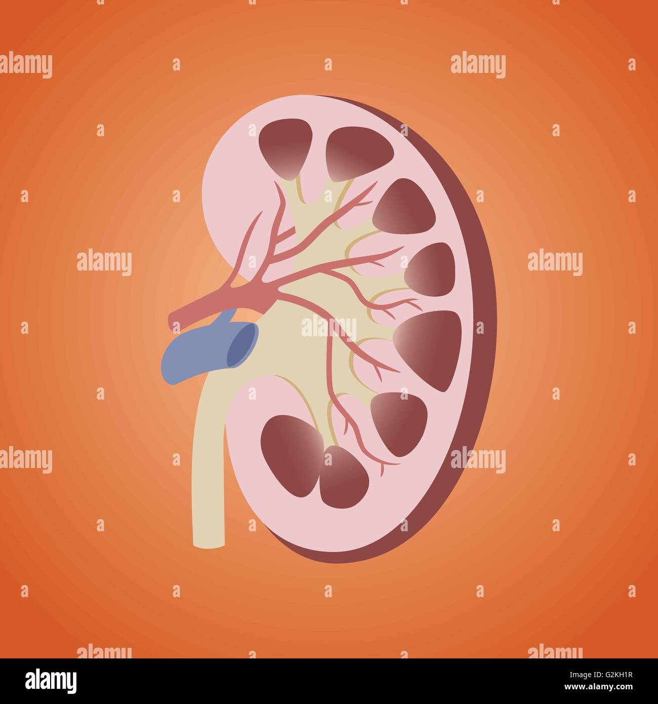 kidney isolated clipart with orange background vector Stock Vector