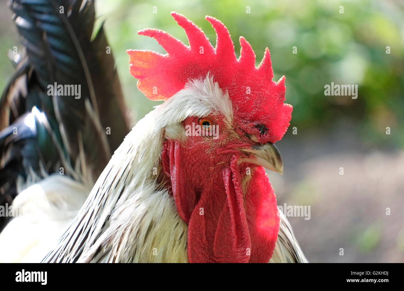 cockerel with red comb and wattles, norfolk, england Stock Photo