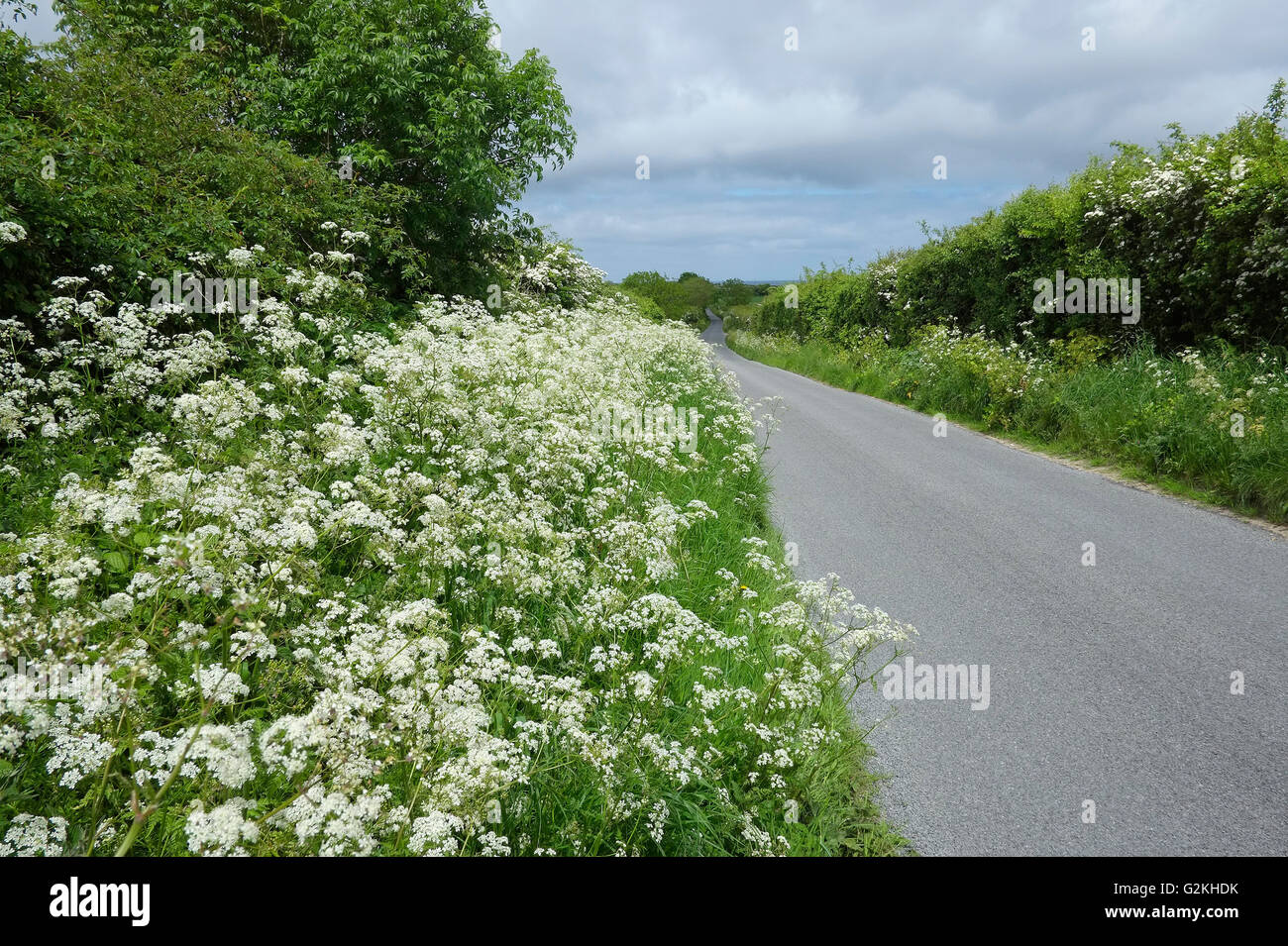 cow parsley growing on verge of quiet country lane, north norfolk, england Stock Photo