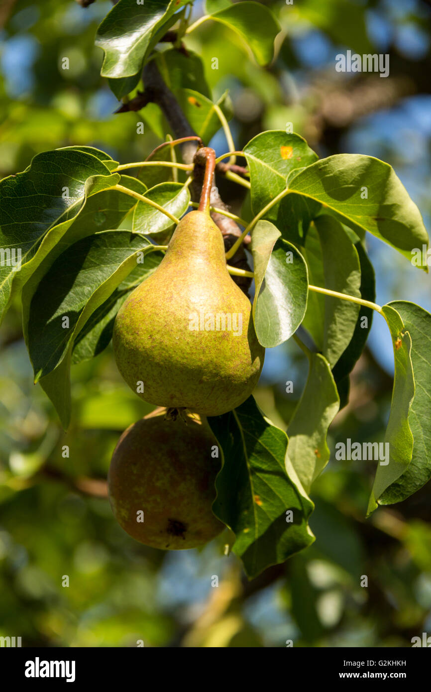 Ripe pear on pear tree Stock Photo - Alamy