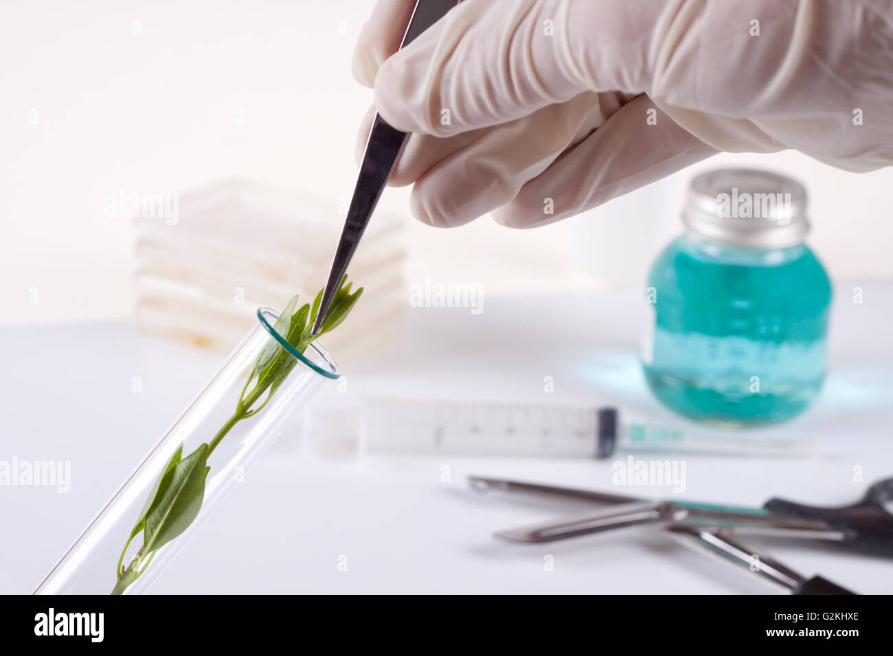 laboratory cloning experiment on plants Stock Photo Alamy