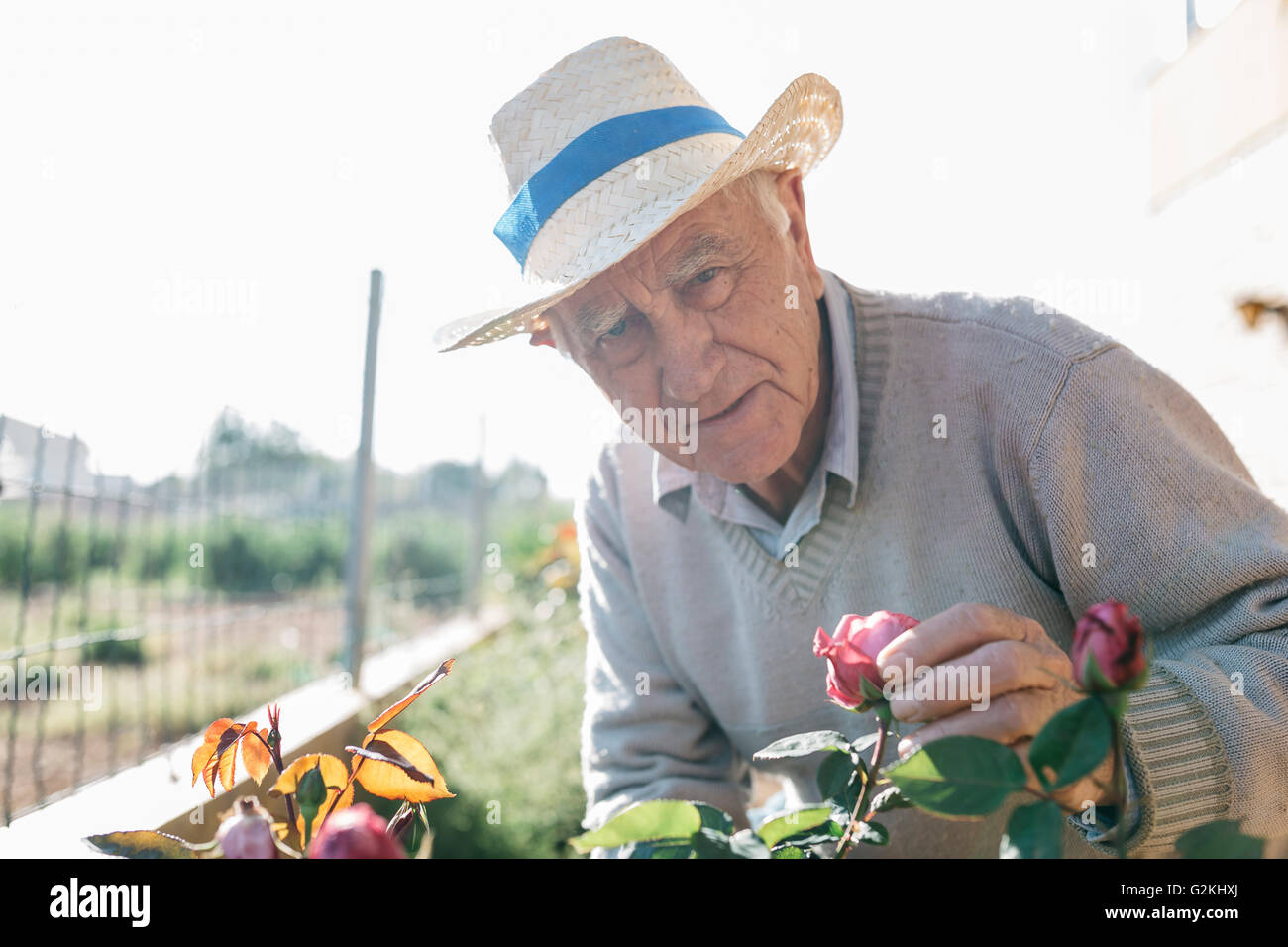 Portrait of senior man in the garden Stock Photo - Alamy