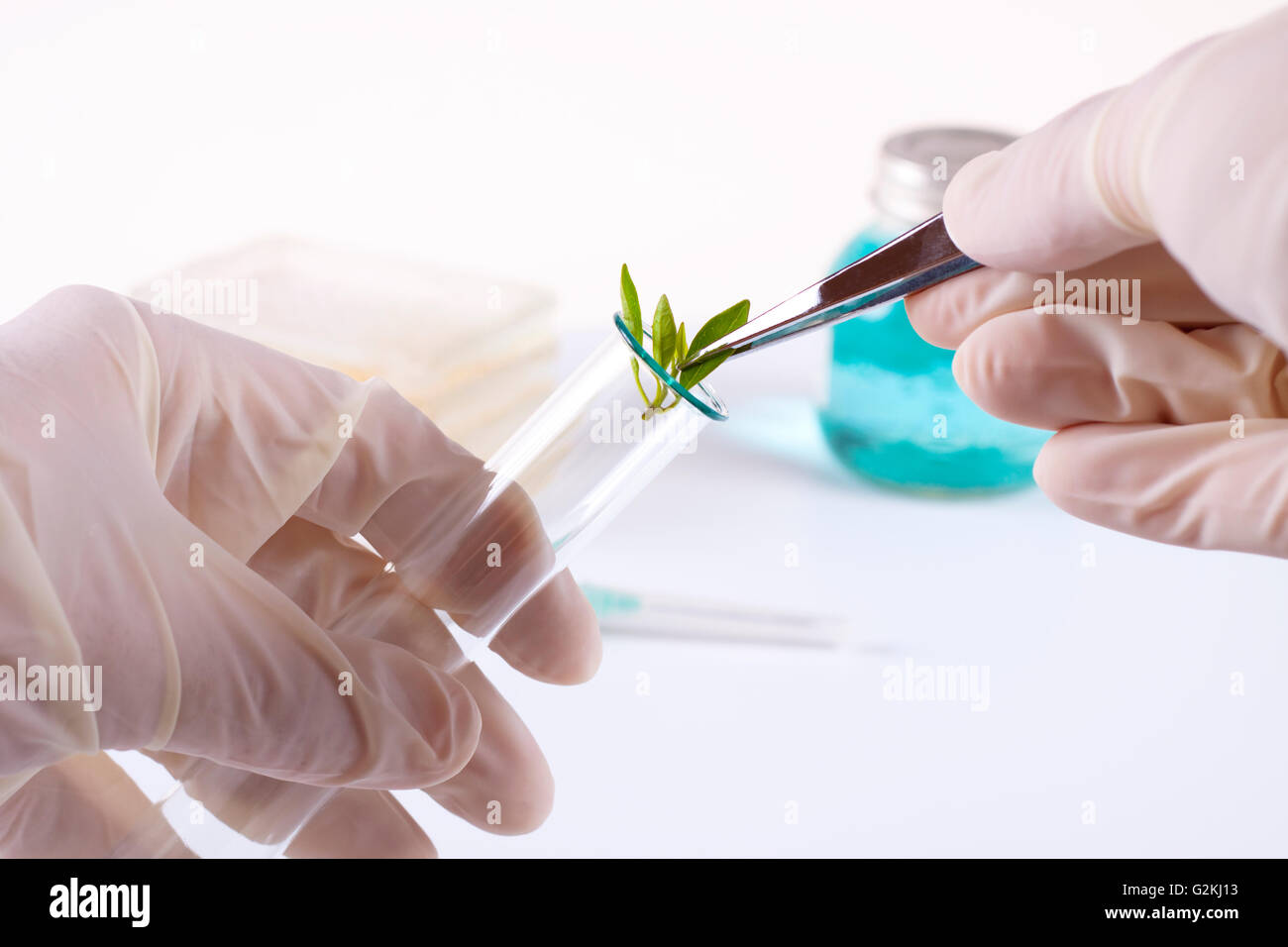 laboratory cloning experiment on plants Stock Photo Alamy