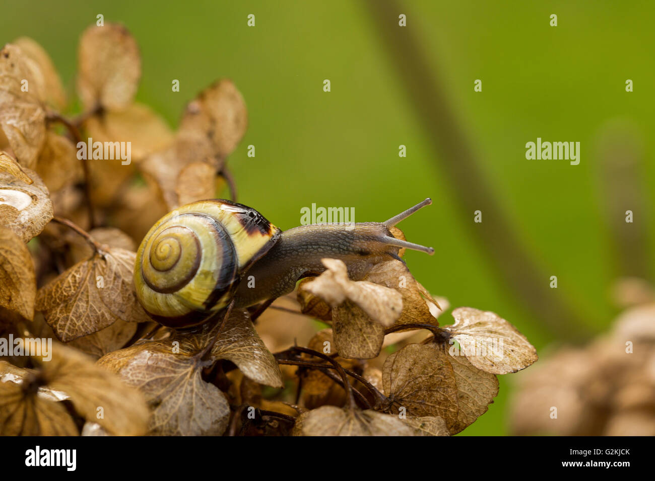 Snail on Hydrangea Stock Photo Alamy