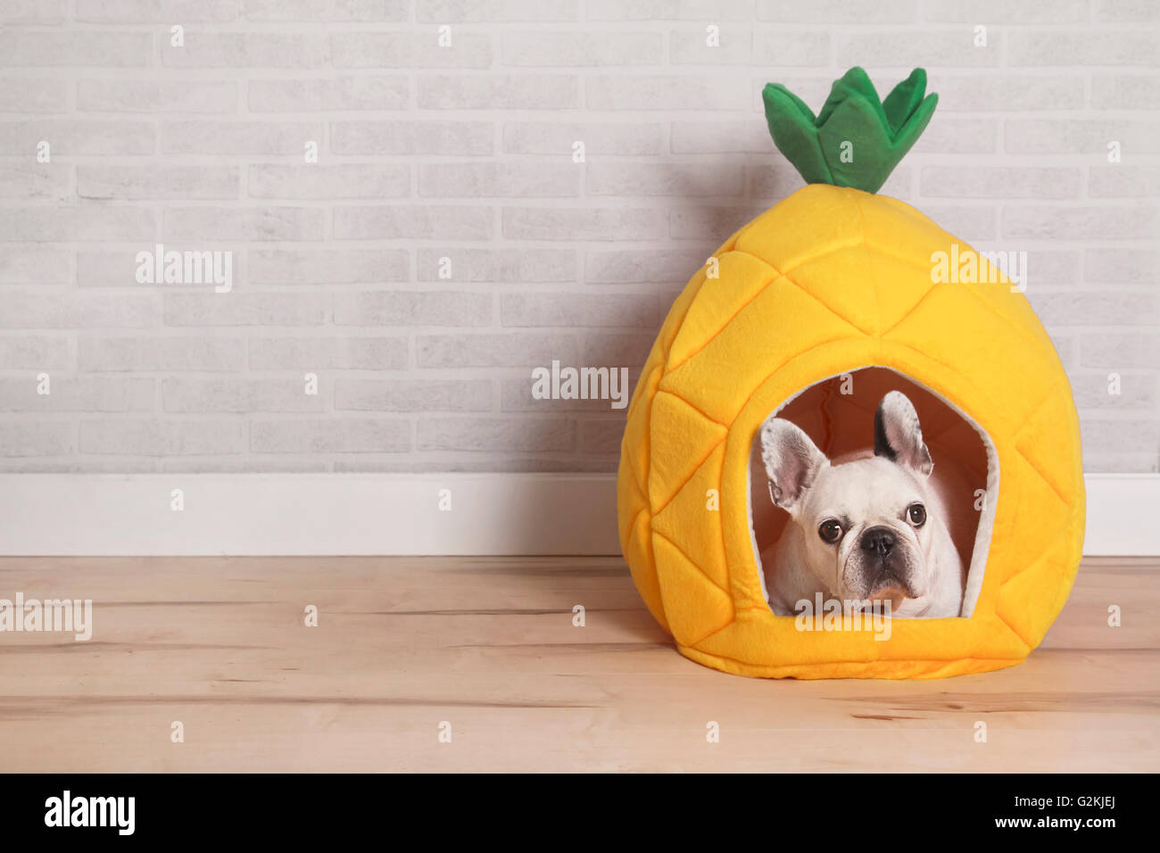 French bulldog lying in his bed shaped like pineapple Stock Photo Alamy