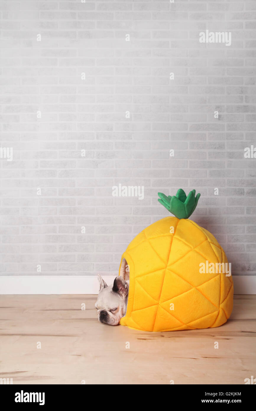 French bulldog sleeping in his bed shaped like pineapple Stock Photo