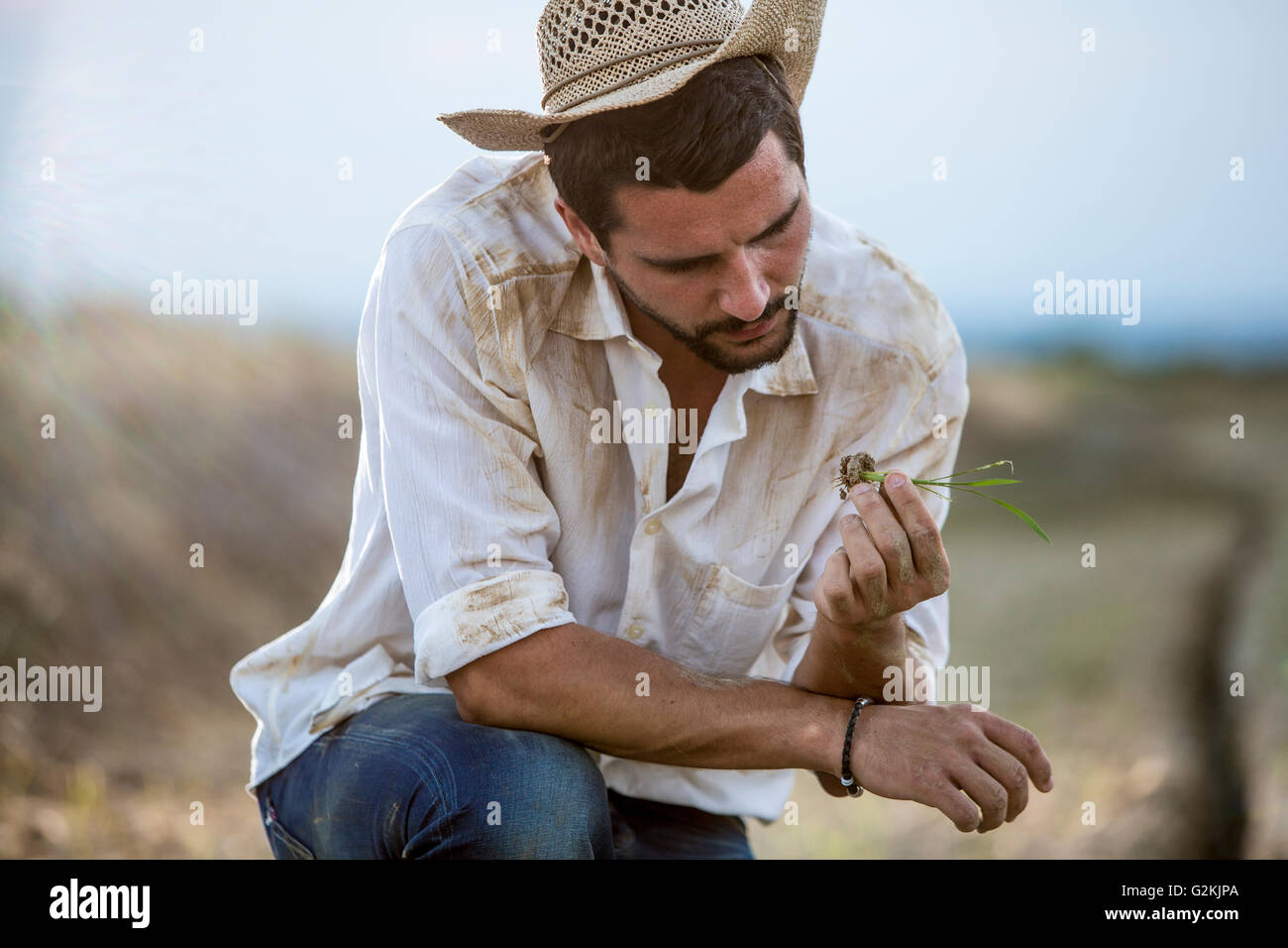 Young man examining crop plant Stock Photo