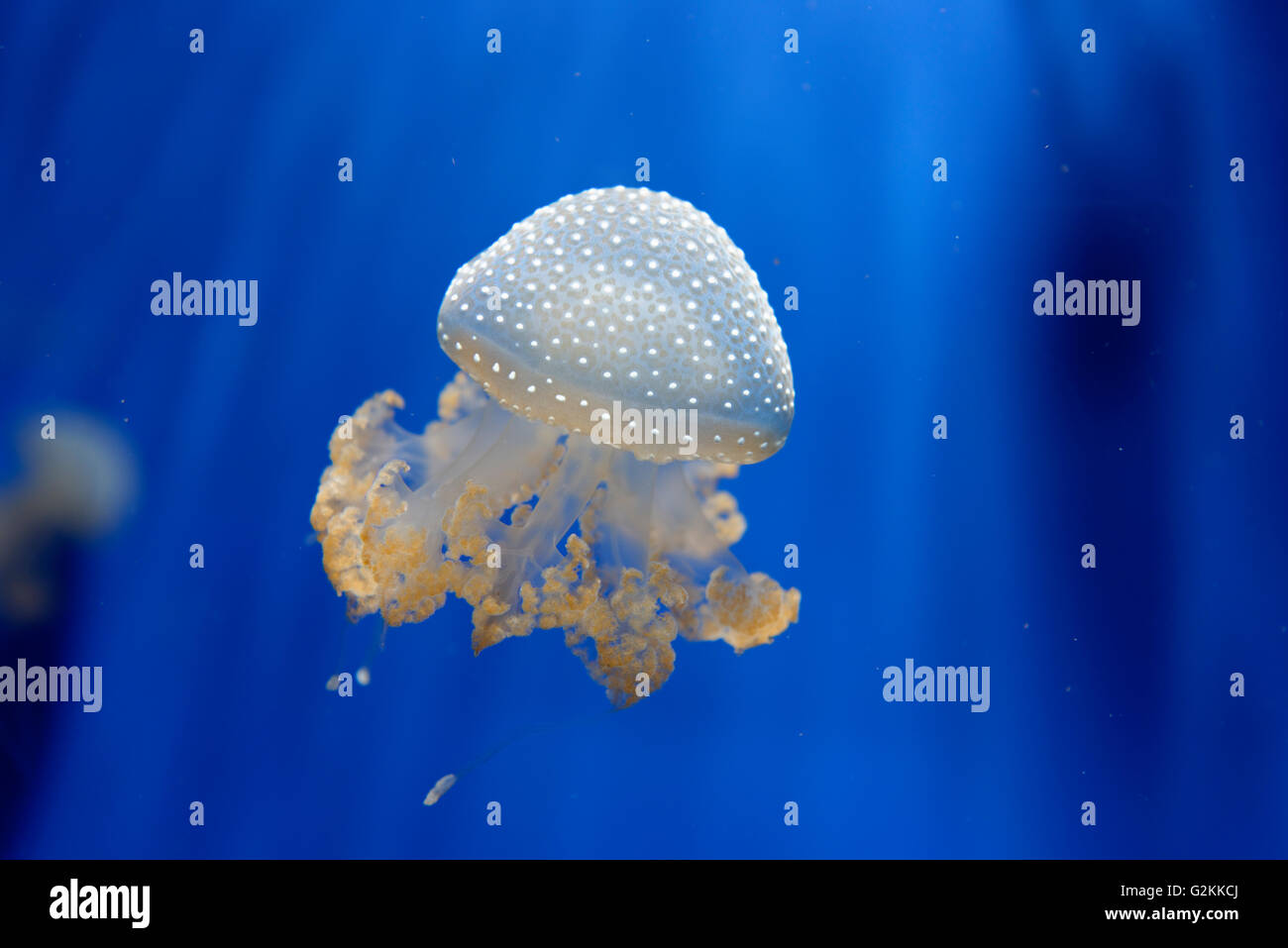 Floating bell, Phyllorhiza punctata Stock Photo - Alamy, حجم الصورة 1300x957