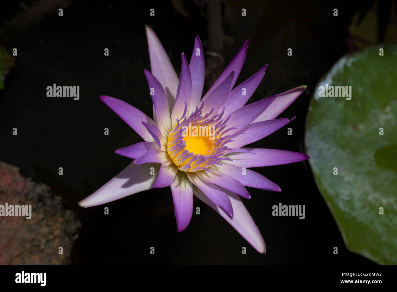 one purple lily with yellow in the midle on dark almost black background Stock Photo
