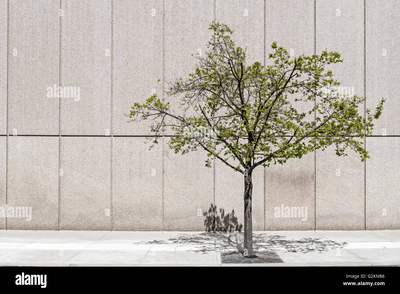 Tree Against Rendered Wall Solitary tree in front of concrete wall Stock Photo - Alamy