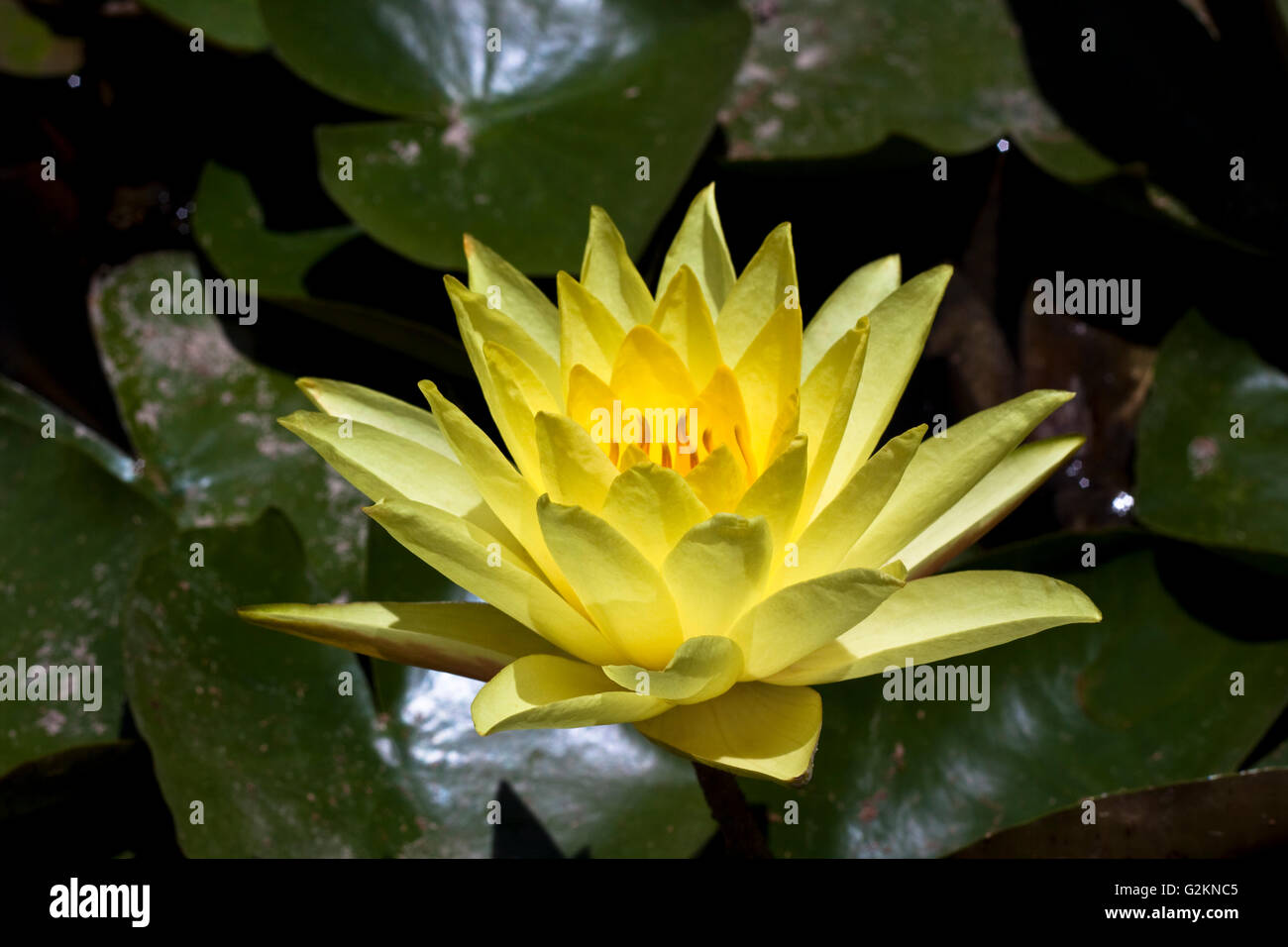 single yellow water lily with dark green leave's around it Stock Photo