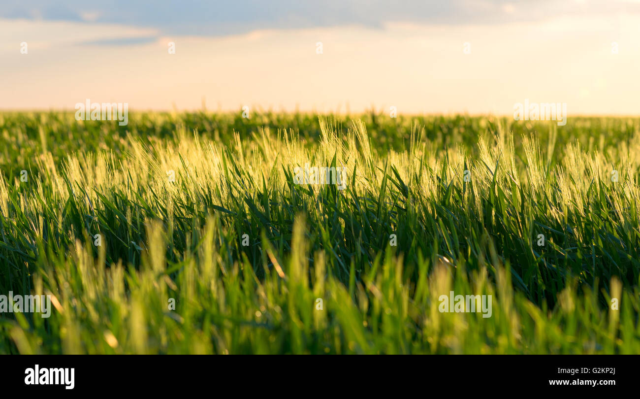 Raw food background. Bright sunset over green wheat field. Stock Photo