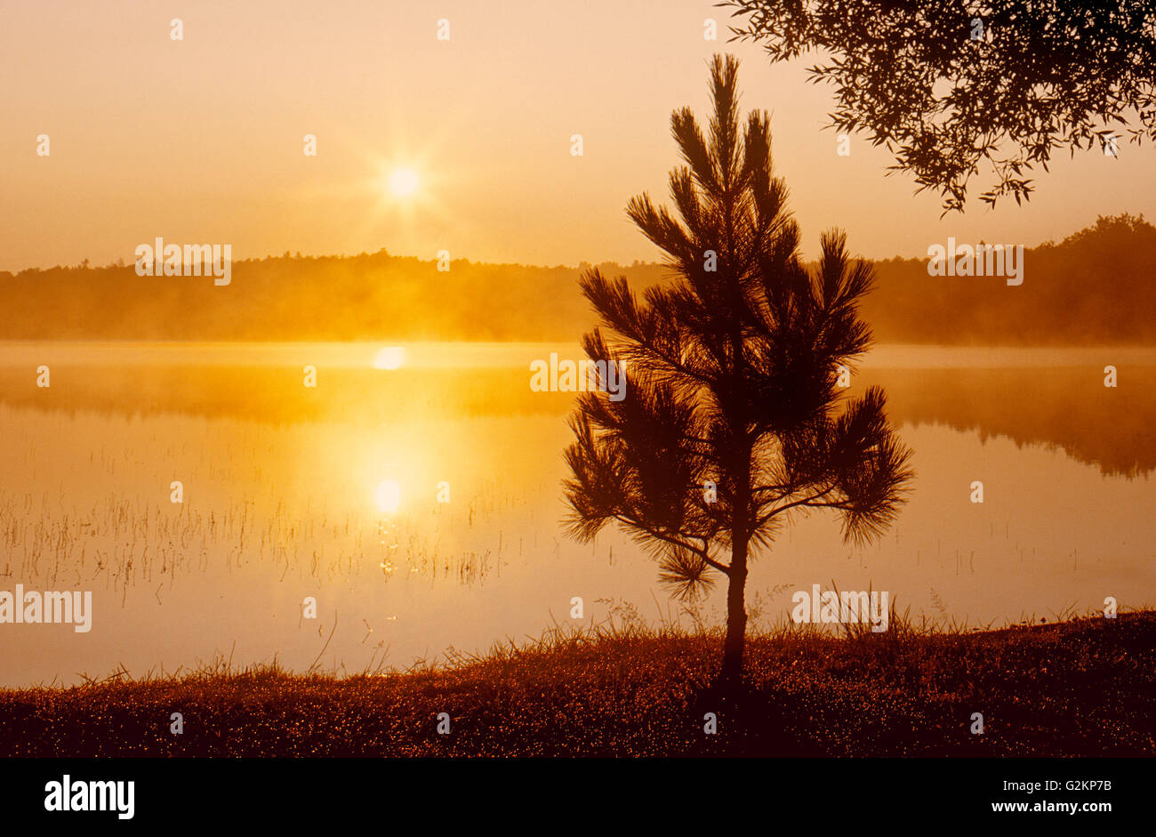 Red pine tree (Pinus resinosus) at sunrise on Tilton Lake Sudbury Ontario Canada Stock Photo
