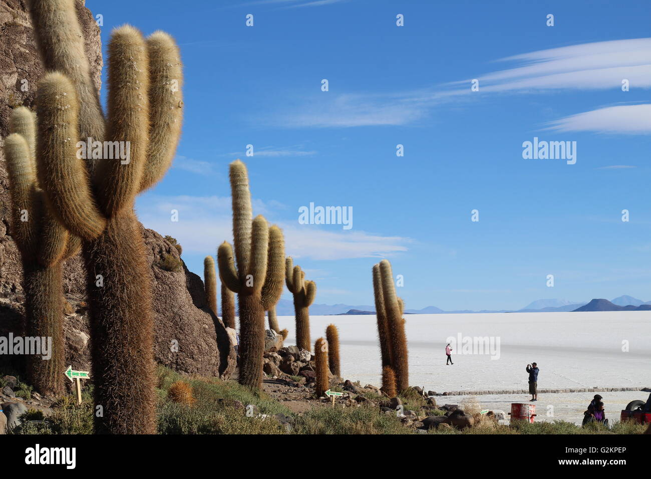 Giant cactus island in the salt flats of Bolivia Stock Photo