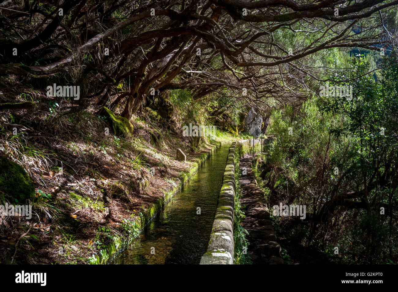 Levada water stream in Rabacal hiking route, Madeira island. Stock Photo